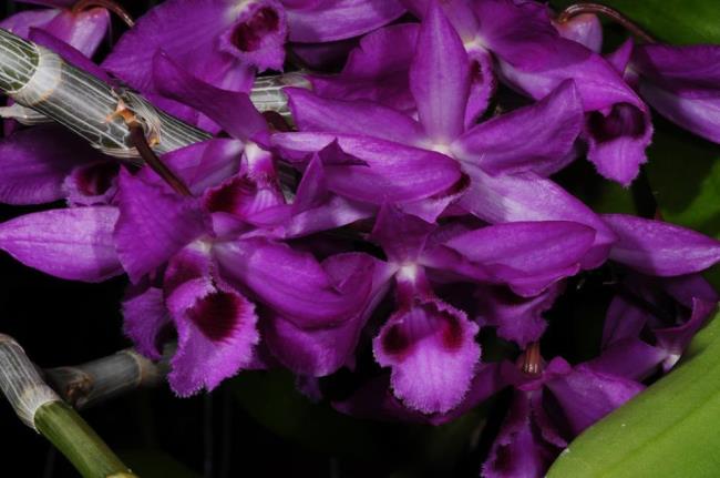 Overzicht van de mooiste bosorchideeën