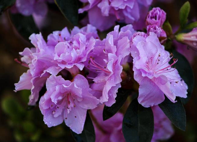 Foto's prachtige paarse rododendron