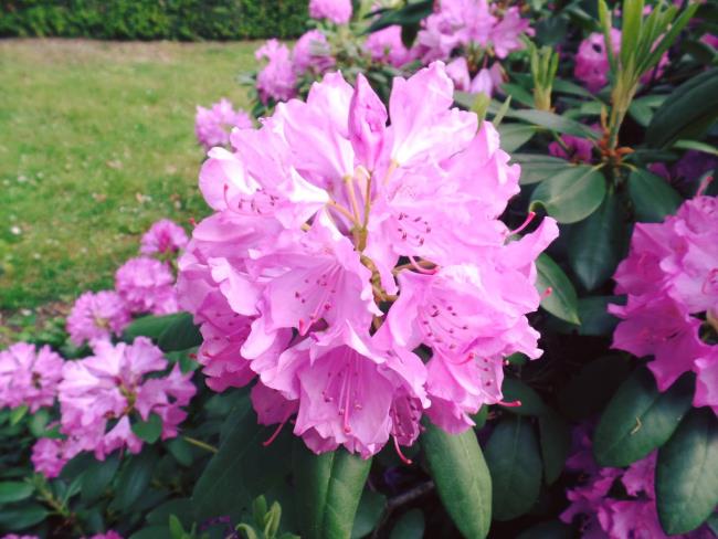 Fotografii frumoase rododendron violet