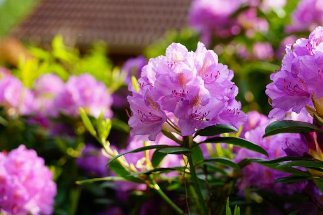 Foto rhododendron ungu yang indah