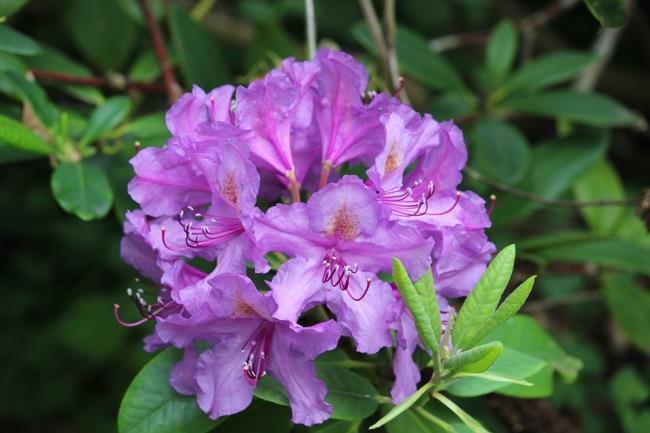Photos beautiful purple rhododendron