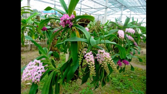 Сводка самых красивых изображений лесных орхидей