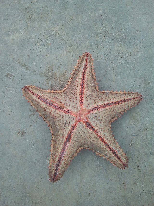 Gambar bintang laut yang indah dan lucu