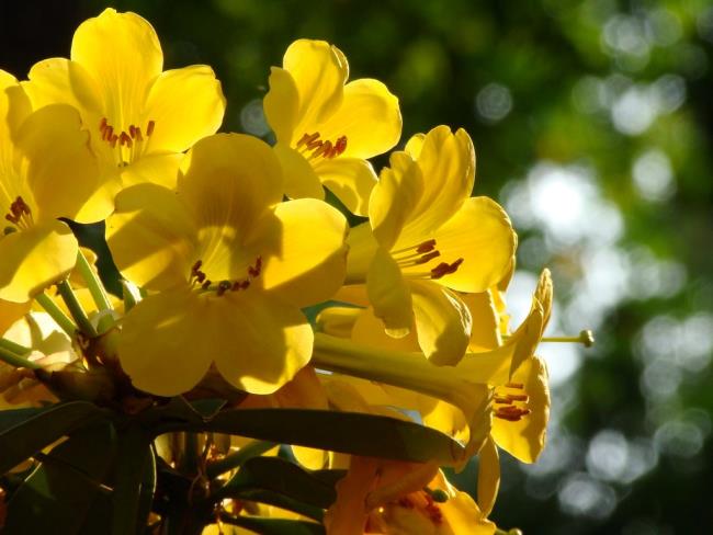 أزهار الرودودندرون الصفراء الجميلة