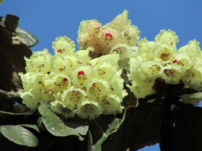 Frumoase flori de rododendron galben