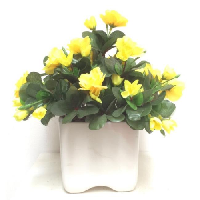 Красивые желтые цветки рододендрона