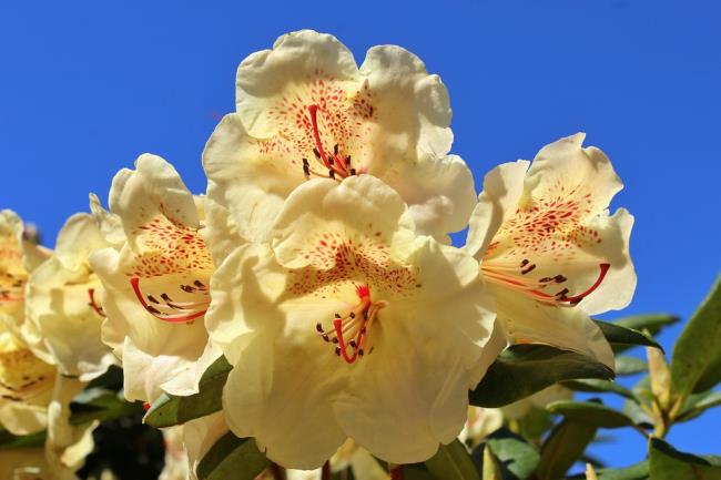 Beautiful yellow rhododendron blossoms