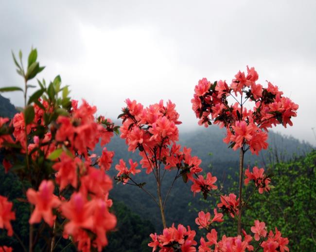 Foto's van prachtige rode azaleabloemen