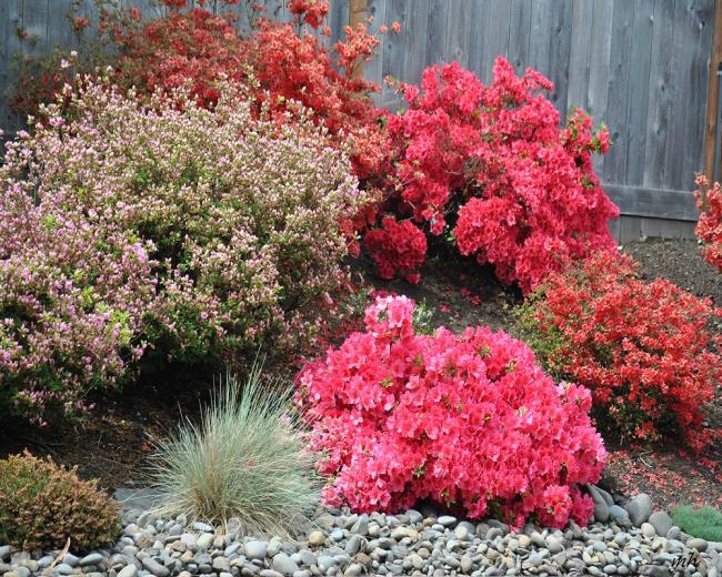 Photos de belles fleurs d'azalée rouge