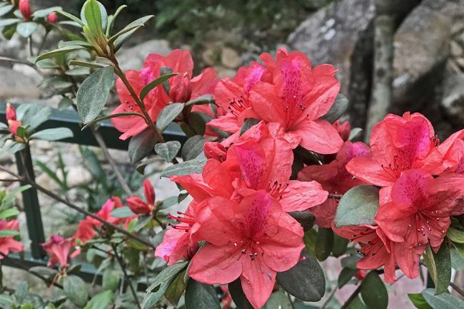 Photos de belles fleurs d'azalée rouge