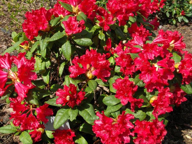 Fotos de lindas flores de azálea vermelha