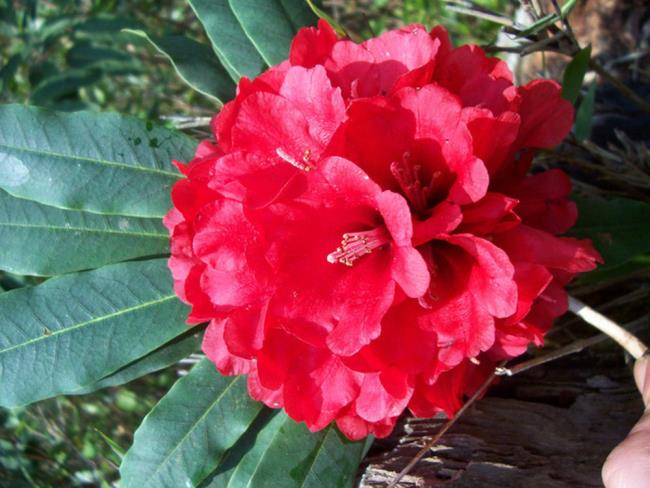 Fotografii cu flori frumoase de azalee roșii