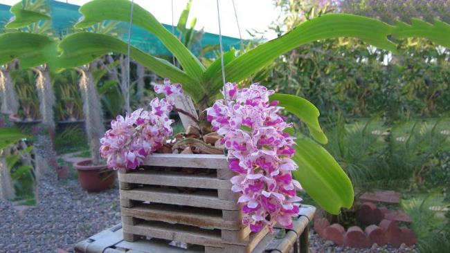 Сводка самых красивых изображений лесных орхидей