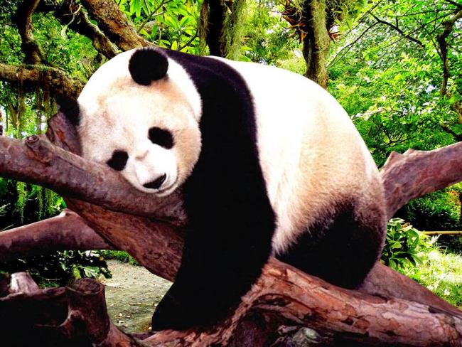 Collection de belles images Panda