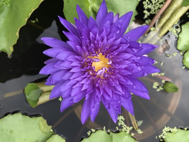Imagini frumoase de crini violet