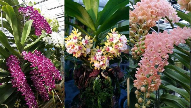 Resumo das mais belas imagens de orquídeas florestais