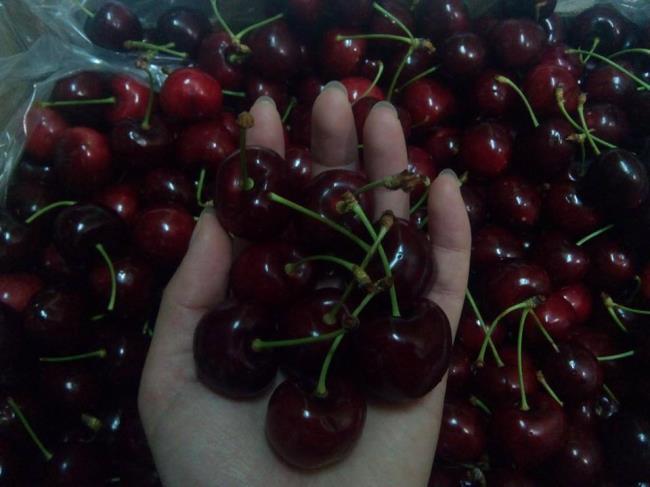 Collection of the most beautiful Cherry pictures
