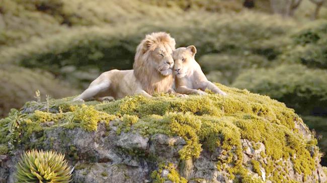 Summary of the most beautiful Lion image