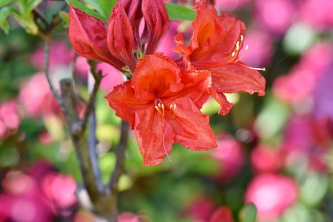 美しい赤いツツジの花の写真