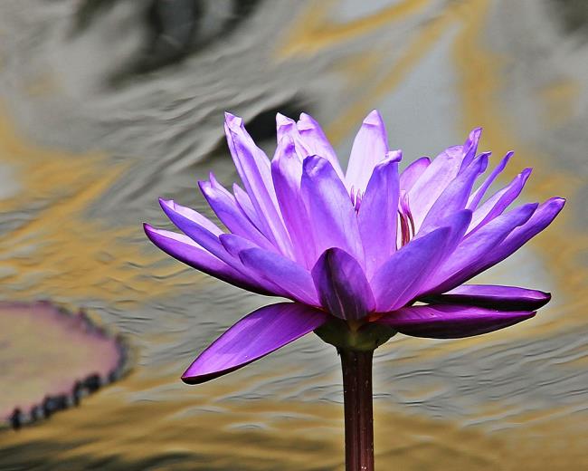 Beautiful purple lilies images