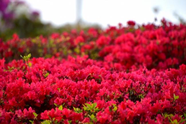 Foto's van prachtige rode azaleabloemen