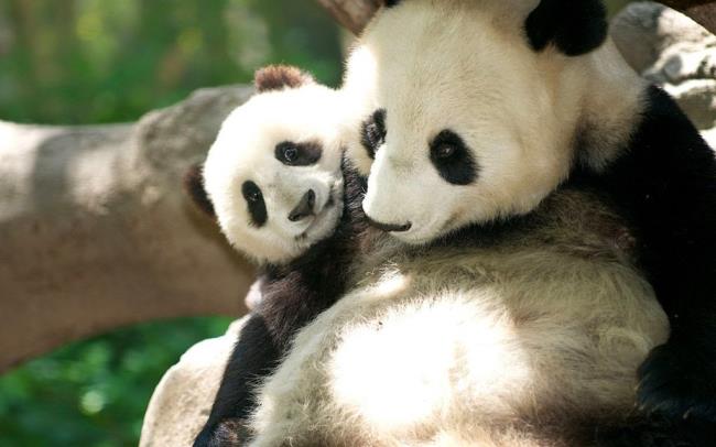 Collection de belles images Panda