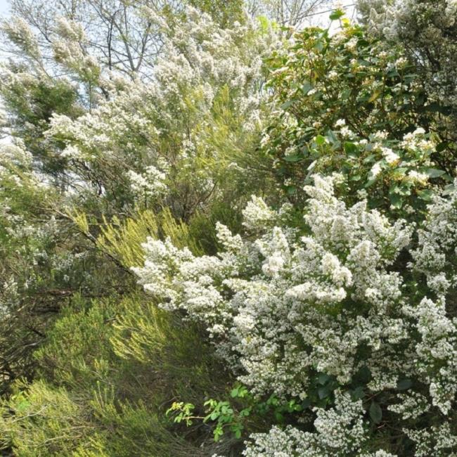 Collection of the most beautiful white heather