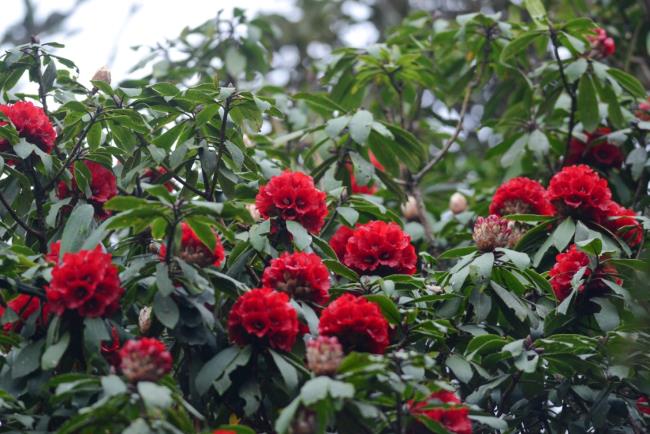 Fotos von schönen roten Azaleenblumen