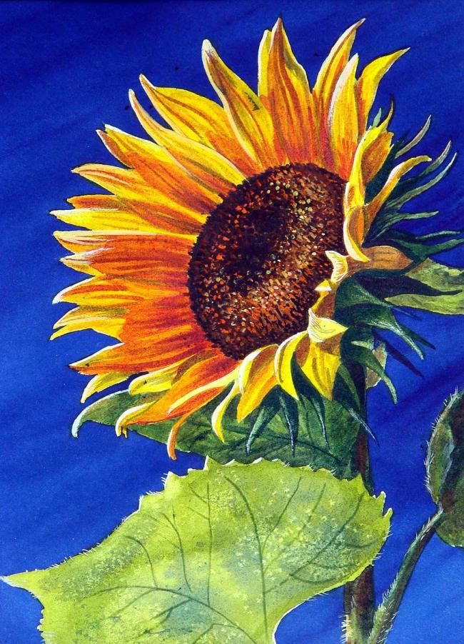 خلاصه ای از زیباترین نقاشی های آفتابگردان