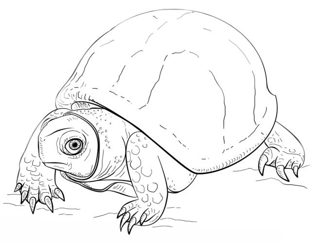 Raccolta delle più belle immagini da colorare per le tartarughe