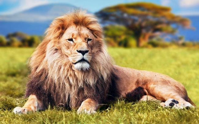 Résumé de la plus belle image de Lion