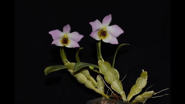 Resumo das mais belas imagens de orquídeas florestais