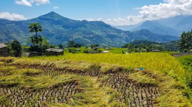 पके चावल के खेतों की छवियां कविता के समूहों में दिखाई देती हैं 