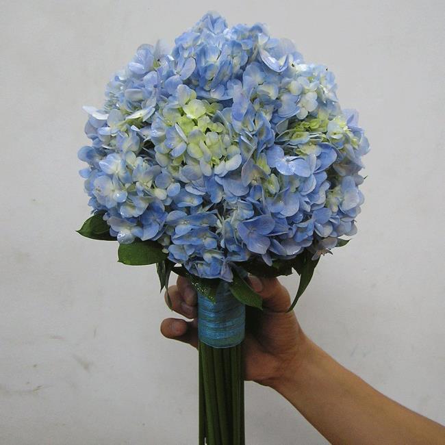 Resumo das mais belas flores de hortênsias de mão