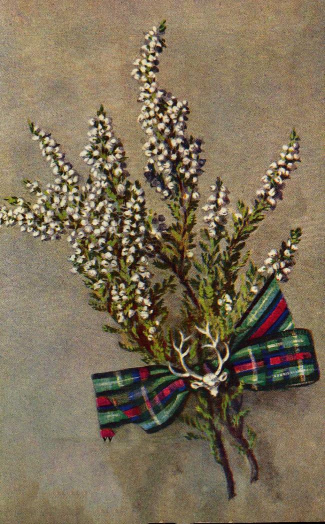 Collection of the most beautiful white heather