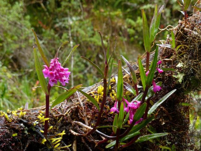 Zusammenfassung der schönsten Waldorchideenbilder