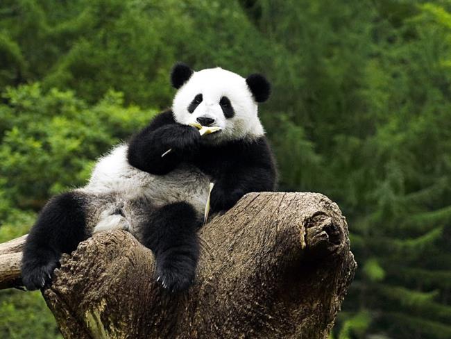 Collection of beautiful Panda images