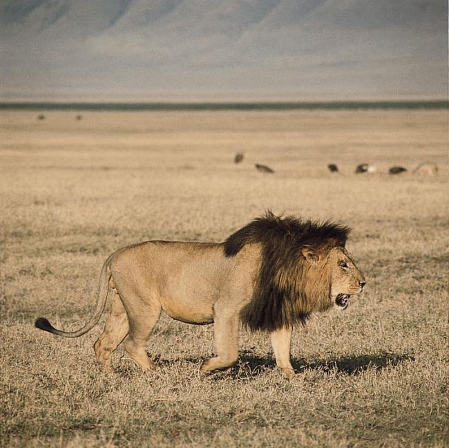Samenvatting van de mooiste Lion-afbeelding