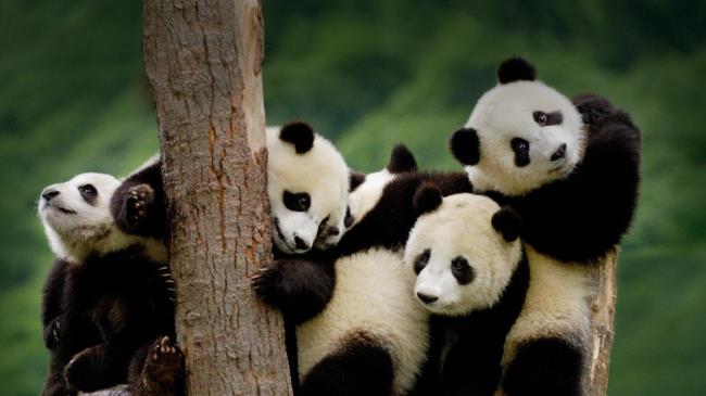 Коллекция красивых изображений Panda