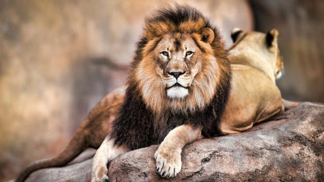 Краткое описание самого красивого изображения льва