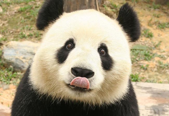 Коллекция красивых изображений Panda