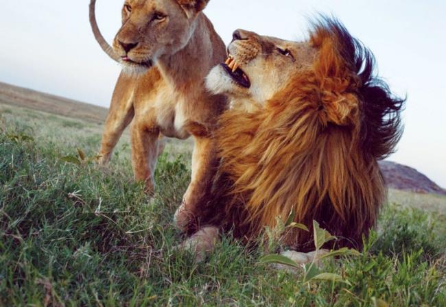 Ringkasan gambar Singa yang paling indah