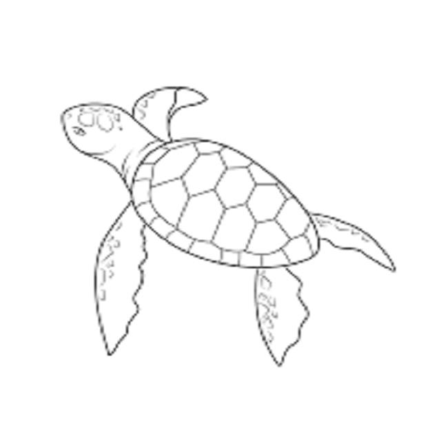 Raccolta delle più belle immagini da colorare per le tartarughe
