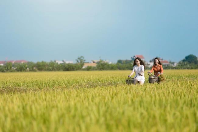 सुंदर पके चावल के खेतों की छवियों का सारांश