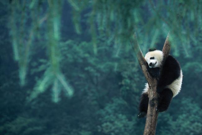Kolekcja pięknych zdjęć Panda
