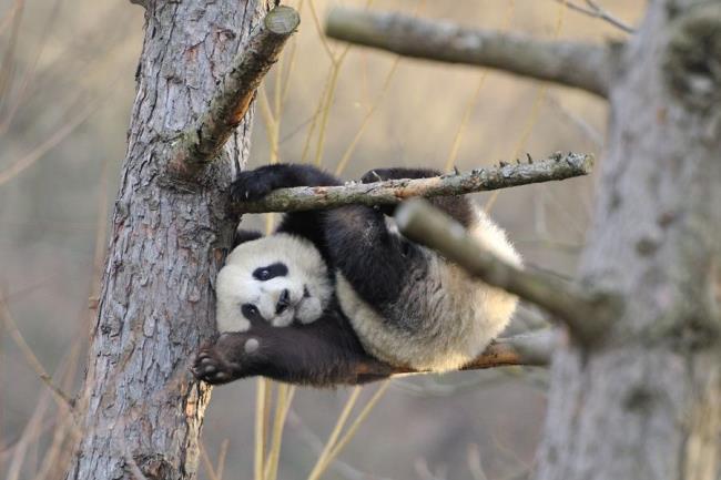 Verzameling van prachtige Panda-afbeeldingen