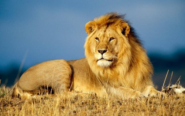 Summary of the most beautiful Lion image