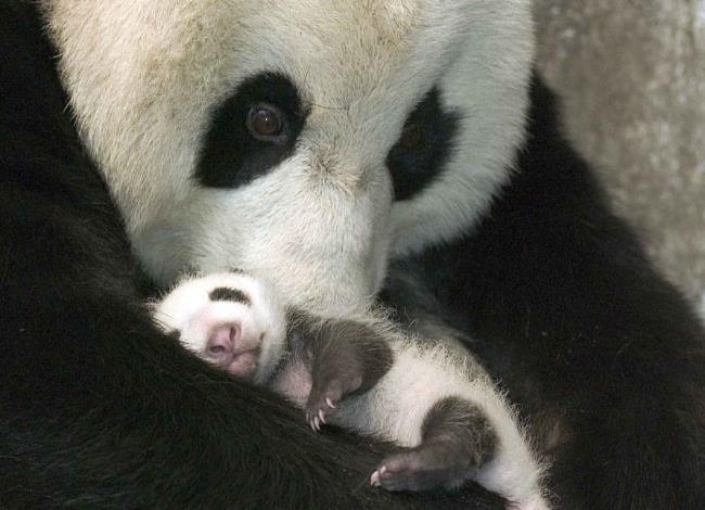 مجموعة من صور الباندا الجميلة