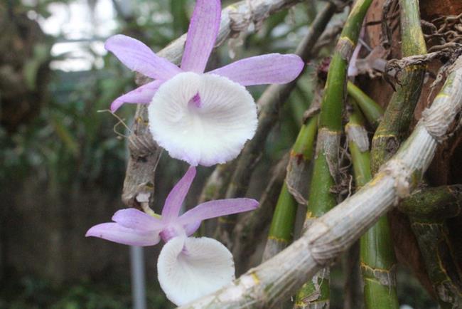 Résumé des plus belles images d'orchidées forestières