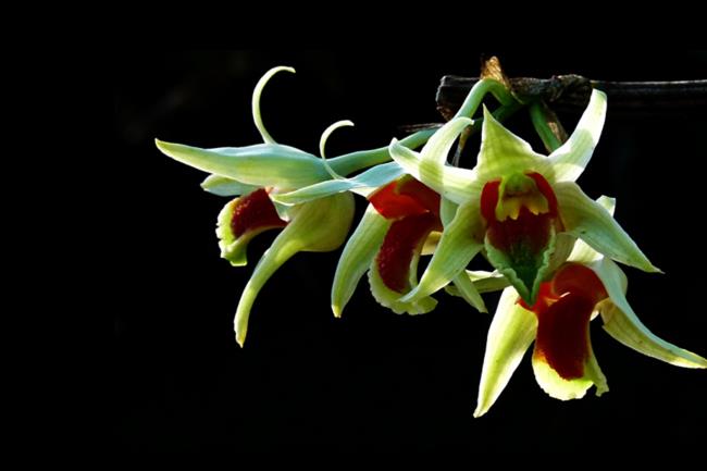Summary of the most beautiful forest orchid images